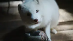 Задник до фильму"Кіна та Юк: Пухнасті пригоди" #757760