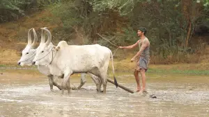 Задник до фильму"பைசன் காளமாடன்" #786349