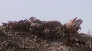 Задник до фильму"Щелепи" #768207