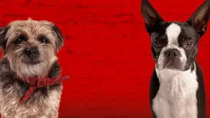 Задник до фильму"Кудлаті перці" #212167