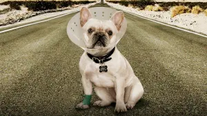 Задник до фильму"Встигнути до" #325199