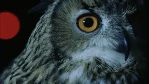 Задник до фильму"" #446190