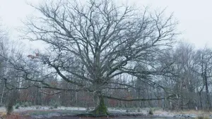 Задник до фильму"" #198324