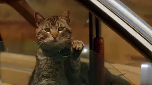 Задник до фильму"Сновиди" #808522