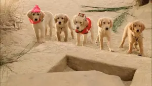 Задник до фильму"П’ятірка шукачів скарбів" #462298