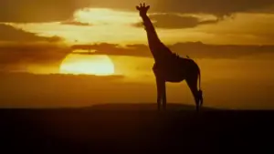 Задник до фильму"Ейс Вентура: Поклик природи" #808888