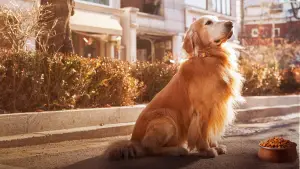 Задник до фильму"도그데이즈" #756057