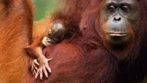 Задник до фильму"Orang-Utans - Borneos Waldmenschen" #922228