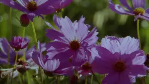 Задник до фильму"Барва пурпурова" #680582