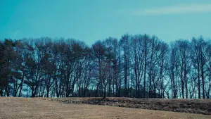 Задник до фильму"Зла не існує" #504024