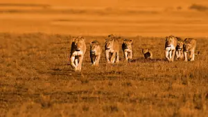 Задник до фильму"Африканські кішки" #447573