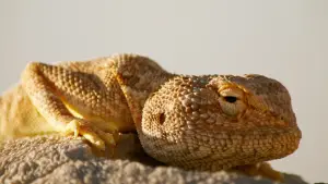 Задник до фильму"هورايزن" #793421