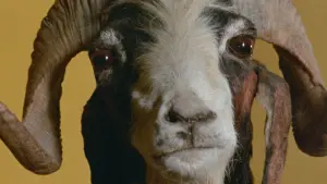 Задник до фильму"Свята гора" #206298