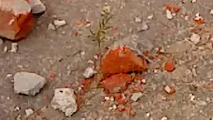 Задник до фильму"ხმელი ფოთოლი" #770901