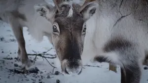 Задник до фильму"" #539298