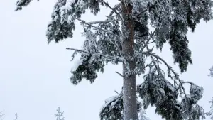 Задник до фильму"Tuorås Dalska" #773608