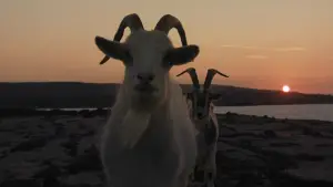 Задник до фильму"Банші Інішеріна" #693704