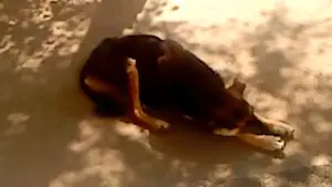 Задник до фильму"ხმელი ფოთოლი" #770893