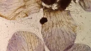 Задник до фильму"Метеликове світло" #703585