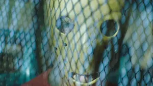 Задник до фильму"Грай або помри" #363053