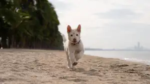 Задник до фильму"โกฮัง..หัวใจโกโฮม" #796487