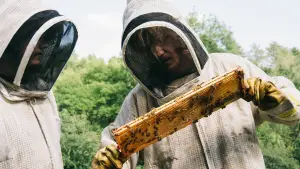 Задник до фильму"Буґонія" #511562