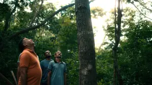 Задник до фильму"O Cio da Terra" #774994