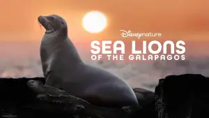 Sea Lions of the Galapagos