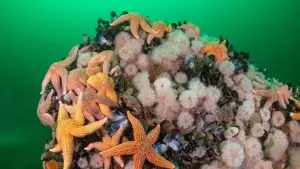 Задник до фильму"De wilde Noordzee" #772992