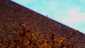 Задник до фильму"Kodak" #809888