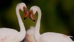 Задник до фильму"هورايزن" #793423