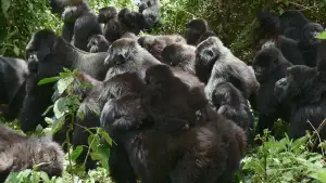 Задник до фильму"A Gorilla Story: Told by David Attenborough" #832788