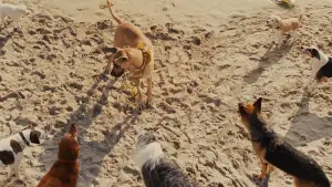 Задник до фильму"Мармадюк" #616769