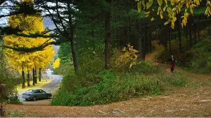 Задник до фильму"Жодного вибору" #511180