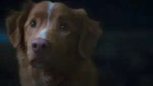 Задник до фильму"Хороший хлопчик" #517189