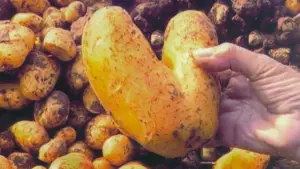 Задник до фильму"Збирачі та збирачка" #769772