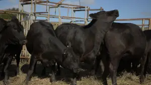 Задник до фильму"" #673195