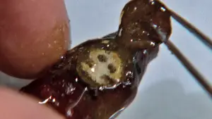 Задник до фильму"Мовчання ягнят" #749458