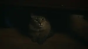 Задник до фильму"Спіймати на гарячому" #527884