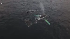 Задник до фильму"Антарктида" #670572