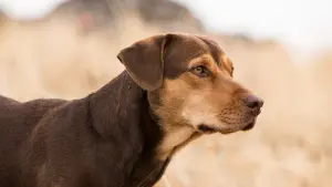 Задник до фильму"Шлях додому" #222383