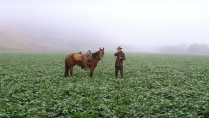 Задник до фильму"Нафта" #624095