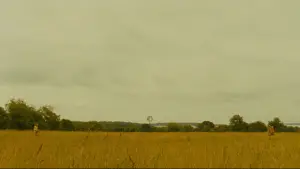 Задник до фильму"Королiвство повного мiсяця" #719525