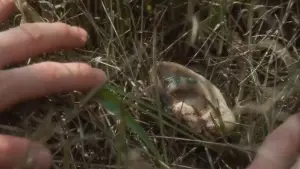 Задник до фильму"Синій оксамит" #626881