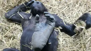 Задник до фильму"Der unsichtbare Zoo" #757244