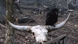 Задник до фильму"Такер і Дейл проти зла" #535289