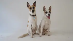 Задник до фильму"" #412756