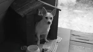 Задник до фильму"Furioso" #770307