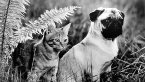 Задник до фильму"" #409202