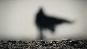 Задник до фильму"Дюна: Частина друга" #529115